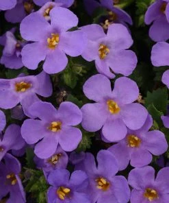 Roots Plants 12 Long Flowering Annuals For Pots | The Endless Summer Collection | Argyranthemum, Calibrachoa & Petunias All Annual Bedding