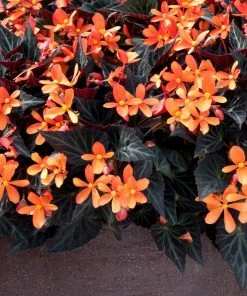 Roots Plants Begonia 'Glowing Embers' Jumbo Plug Plants Begonias