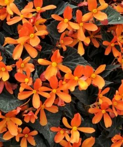 Roots Plants Begonia 'Glowing Embers' Jumbo Plug Plants Begonias