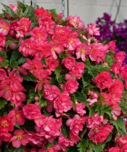 Roots Plants Begonia Nonstop® Joy 'Rose Picotee' Jumbo Plug Plants