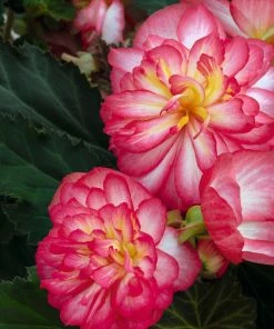 Roots Plants Begonia Nonstop® Joy 'Rose Picotee' Jumbo Plug Plants