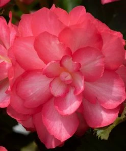 Roots Plants Begonia Nonstop® Joy 'Rose Picotee' Jumbo Plug Plants