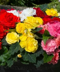 Roots Plants Mixed Begonia Nonstop® Jumbo Plug Plants Begonias