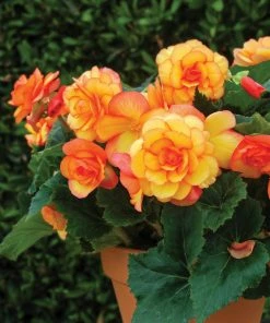 Roots Plants Begonia On Top 'Sunglow' Jumbo Plug Plants