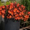 Roots Plants Begonias Begonia 'Rivulet Orange' Jumbo Plug Plants