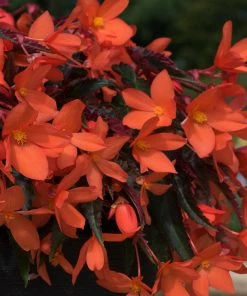 Roots Plants Dahlias 12 Annuals For Pots | The Waterloo Sunset Collection | Petunia, Dahlia & Begonia