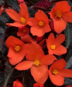 Roots Plants Begonias Begonia 'Rivulet Orange' Jumbo Plug Plants