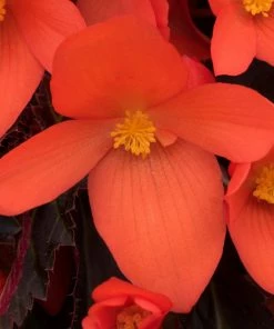 Roots Plants Dahlias 12 Annuals For Pots | The Waterloo Sunset Collection | Petunia, Dahlia & Begonia