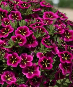 Roots Plants Calibrachoa Cabaret® 'Good Night Kiss' Jumbo Plug Plants Calibrachoas