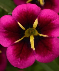 Roots Plants Calibrachoa Cabaret® 'Good Night Kiss' Jumbo Plug Plants Calibrachoas