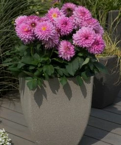 Roots Plants Dahlia Dalina Maxi 'Salinas' Jumbo Plug Plants