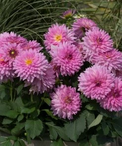 Roots Plants Dahlia Dalina Maxi 'Salinas' Jumbo Plug Plants