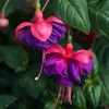 Roots Plants Fuchsias Trailing Fuchsia 'Dark Eyes' Jumbo Plug Plants