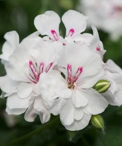 Roots Plants Geranium Sunflair 'Eva White' Jumbo Plug Plants
