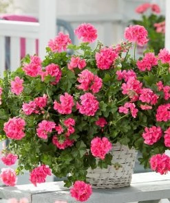 Roots Plants Geraniums & Pelargoniums Geranium Sunflair 'Linda Pink' Jumbo Plug Plants