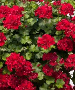 Roots Plants Verbenas 12 Annuals For Hanging Baskets | The Ruby And Sapphire Collection | Geranium, Petunia & Verbena