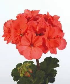 Roots Plants Geraniums & Pelargoniums Geranium Zonal Dolce Vita 'Hot Coral' Jumbo Plug Plants