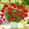 Roots Plants Geraniums & Pelargoniums Geranium Zonal Smart 'Senna Red' Jumbo Plug Plants