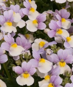 Roots Plants Nemesia 'Easter Bonnet' Jumbo Plug Plants