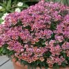 Roots Plants Nemesia Nesia 'Tutti Frutti' Jumbo Plug Plants