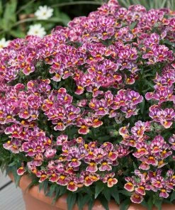 Roots Plants Nemesia Nesia 'Tutti Frutti' Jumbo Plug Plants