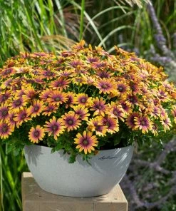 Roots Plants Osteospermum FlowerPower 'Purple Sun' Jumbo Plug Plants