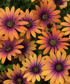 Roots Plants 12 Annuals For Pots | The Amethyst And Topaz Collection | Begonia, Osteospermum & Verbena