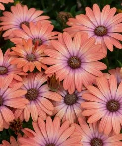 Roots Plants Osteospermum Serenity 'Coral Magic' Jumbo Plug Plants