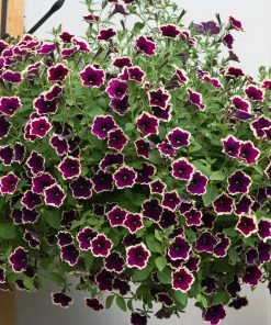 Roots Plants Petunias Petunia Cascadia 'Rim Magenta' Jumbo Plug Plants