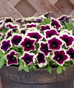 Roots Plants Petunias Petunia Cascadia 'Rim Magenta' Jumbo Plug Plants
