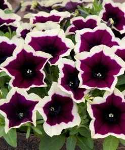Roots Plants Petunias Petunia Cascadia 'Rim Magenta' Jumbo Plug Plants