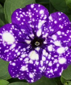 Roots Plants Petunias Petunia 'Night Sky' Jumbo Plug Plants