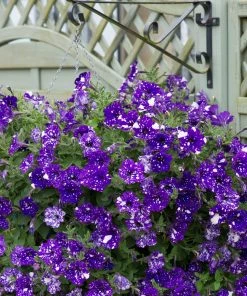 Roots Plants Petunias Petunia 'Night Sky' Jumbo Plug Plants