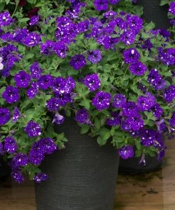 Roots Plants Petunias Petunia 'Night Sky' Jumbo Plug Plants