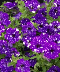 Roots Plants Petunias Petunia 'Night Sky' Jumbo Plug Plants
