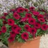 Roots Plants Petunias Petunia Petchoa 'Bordeaux' Jumbo Plug Plants