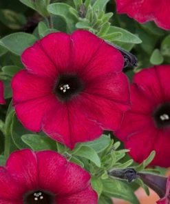 Roots Plants Petunias Petunia Petchoa 'Bordeaux' Jumbo Plug Plants