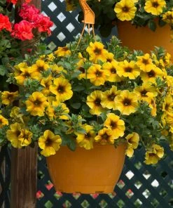 Roots Plants Petunias Petunia Petchoa 'Caramel Yellow' Jumbo Plug Plants