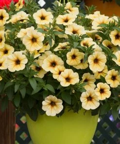 Roots Plants Petunia Petchoa 'French Vanilla' Jumbo Plug Plants Petunias