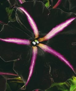 Roots Plants Petunias Petunia 'Pinstripe' Jumbo Plug Plants
