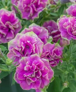 Roots Plants Petunia Tumbelina 'Darcey Rosa' Jumbo Plug Plants Petunias 13 Roots Plants Petunia Tumbelina 'Darcey Rosa' Jumbo Plug Plants Petunias