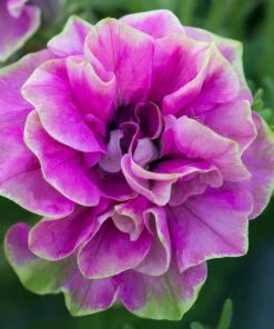 Roots Plants Petunia Tumbelina 'Darcey Rosa' Jumbo Plug Plants Petunias 12 Roots Plants Petunia Tumbelina 'Darcey Rosa' Jumbo Plug Plants Petunias