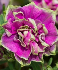 Roots Plants 12 Trailing Annuals | The Best Petunias For Hanging Baskets All Annual Bedding