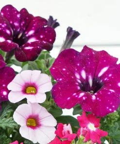 Roots Plants Petunias Cherry Kiss Improved' Jumbo Trixi Plug Plants