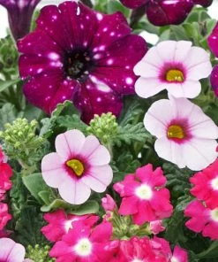 Roots Plants Petunias Cherry Kiss Improved' Jumbo Trixi Plug Plants