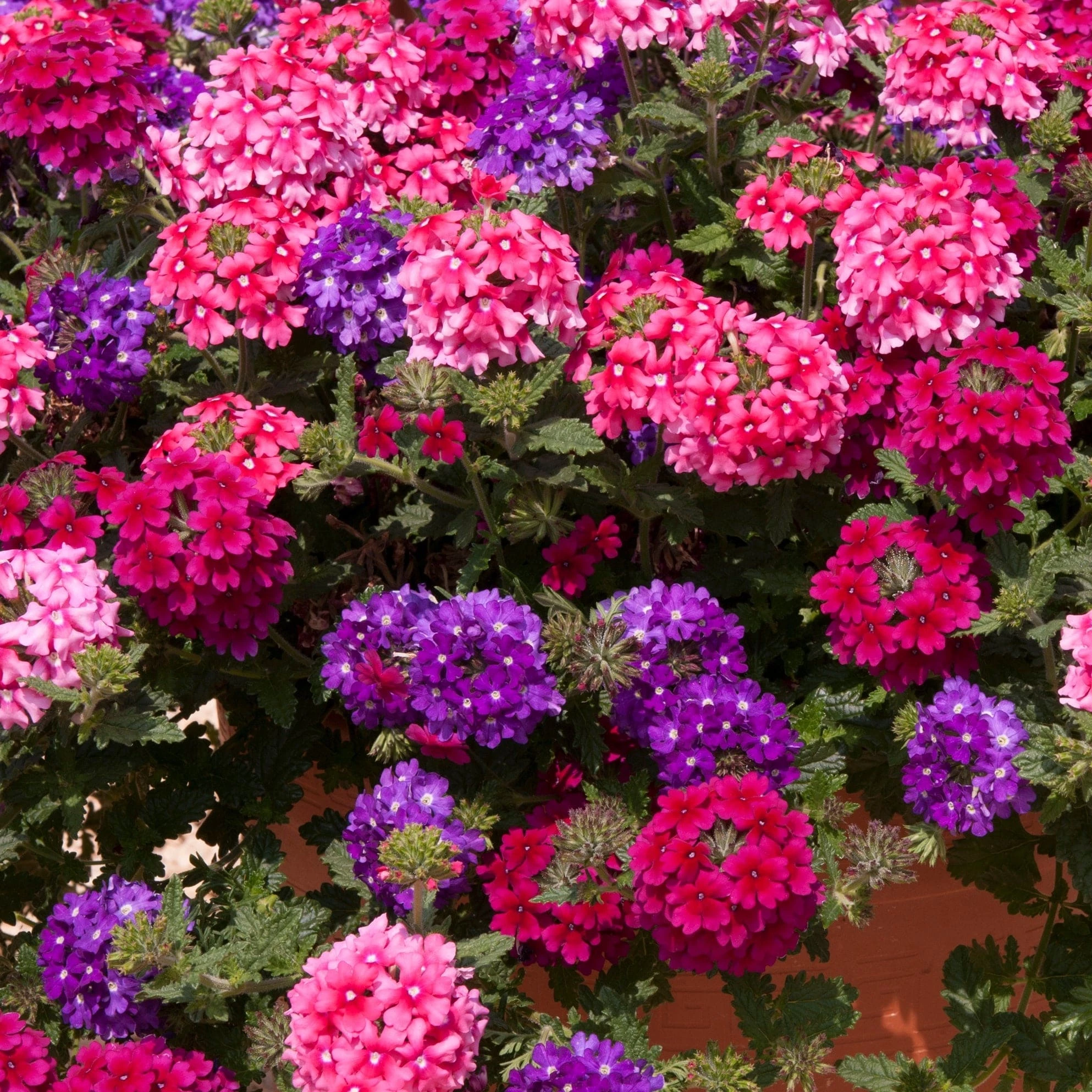 Roots Plants Wild Berries' Jumbo Trixi Plug Plants Petunias 5 Roots Plants Wild Berries' Jumbo Trixi Plug Plants Petunias