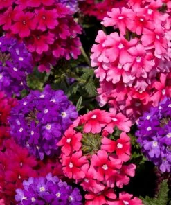 Roots Plants Wild Berries' Jumbo Trixi Plug Plants Petunias