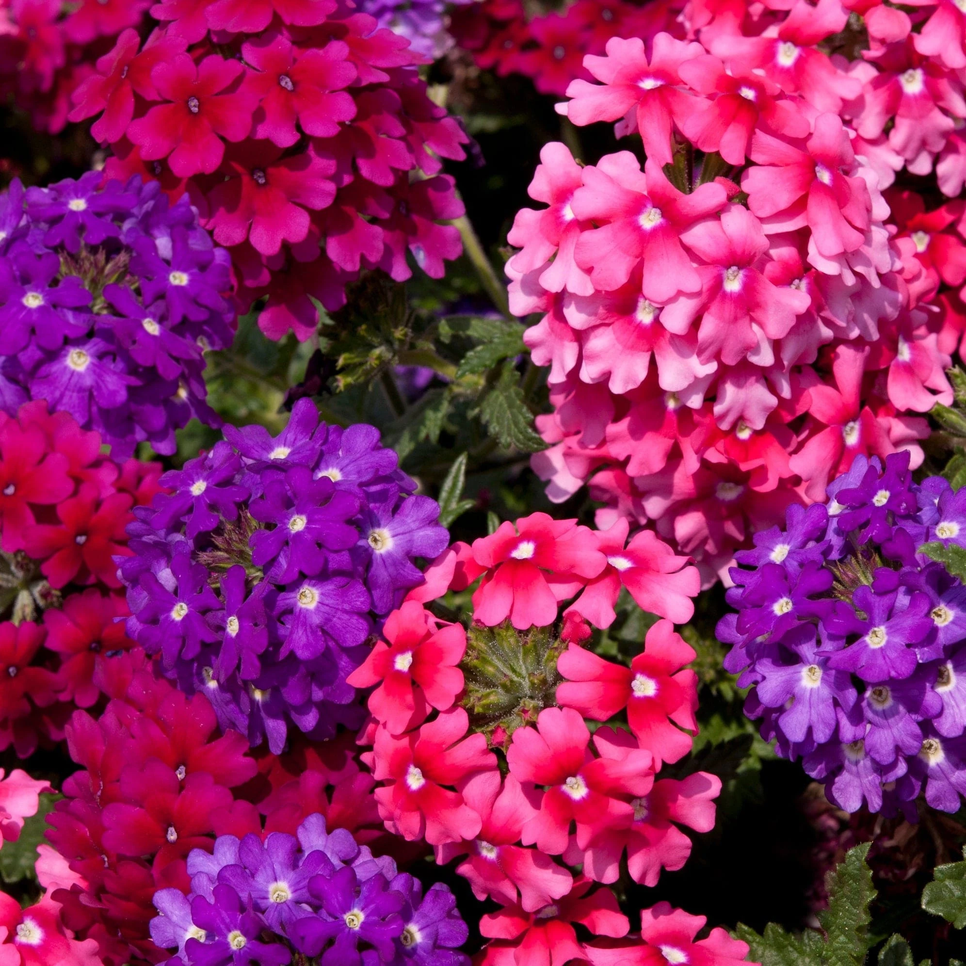 Roots Plants Wild Berries' Jumbo Trixi Plug Plants Petunias 4 Roots Plants Wild Berries' Jumbo Trixi Plug Plants Petunias