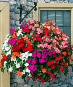 Roots Plants Busy Lizzie Instant Designer Hanging Basket | Impatiens 'Beacon'