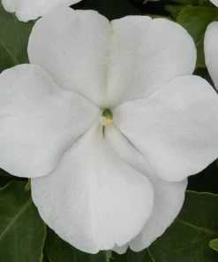Roots Plants Busy Lizzie Instant Designer Hanging Basket | Impatiens 'Beacon'